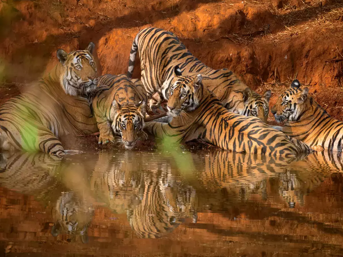 You are currently viewing Sighting in Bandhavgarh National Park