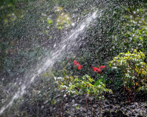 Read more about the article Evergreen Sprinkler and Landscaping Services
