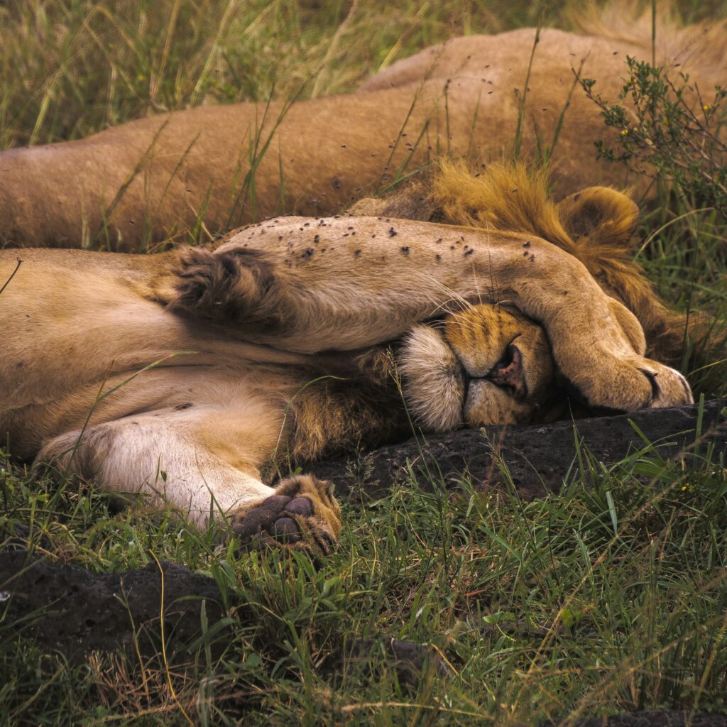 Read more about the article Protecting the Maasai Mara